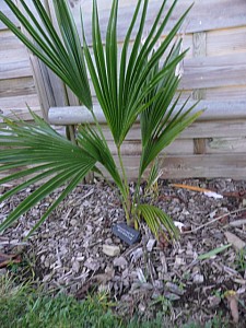 Thumbnail of 2008.jpg