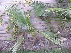 Thumbnail of 2010.jpg