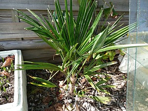 Thumbnail of A-2007.jpg