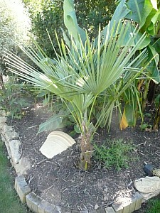 Thumbnail of A-2009.jpg