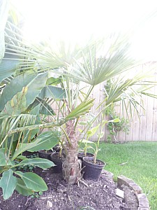 Thumbnail of A-2010.jpg