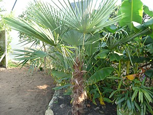 Thumbnail of A-2011.jpg