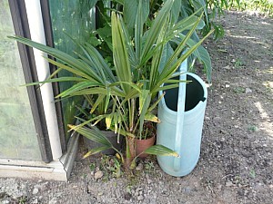 Thumbnail of C-2007.jpg