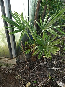 Thumbnail of C-2008.jpg