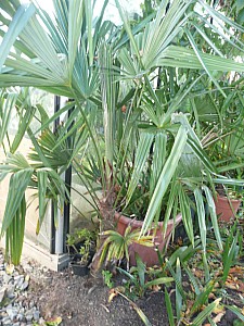 Thumbnail of C-2010.jpg