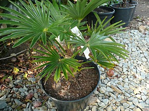 Thumbnail of Octobre-2011-0015.jpg