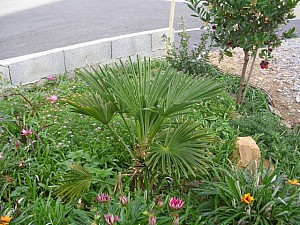 Thumbnail of 2006.jpg