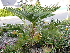 Thumbnail of 2007.jpg