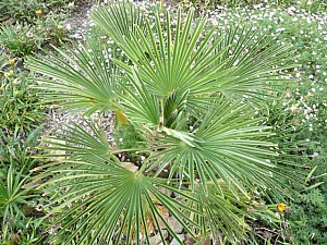 Thumbnail of dessus-2007.jpg