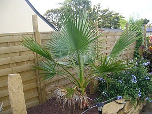 Thumbnail of 2006.jpg