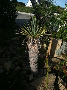 Thumbnail of A-2010.jpg