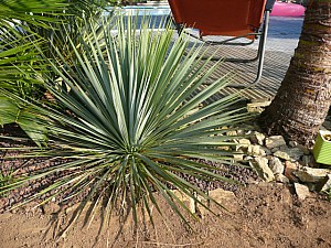 Thumbnail of B-2011.jpg